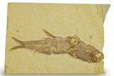 Plate With Two Fossil Fish (Knightia) - Wyoming #373834-1